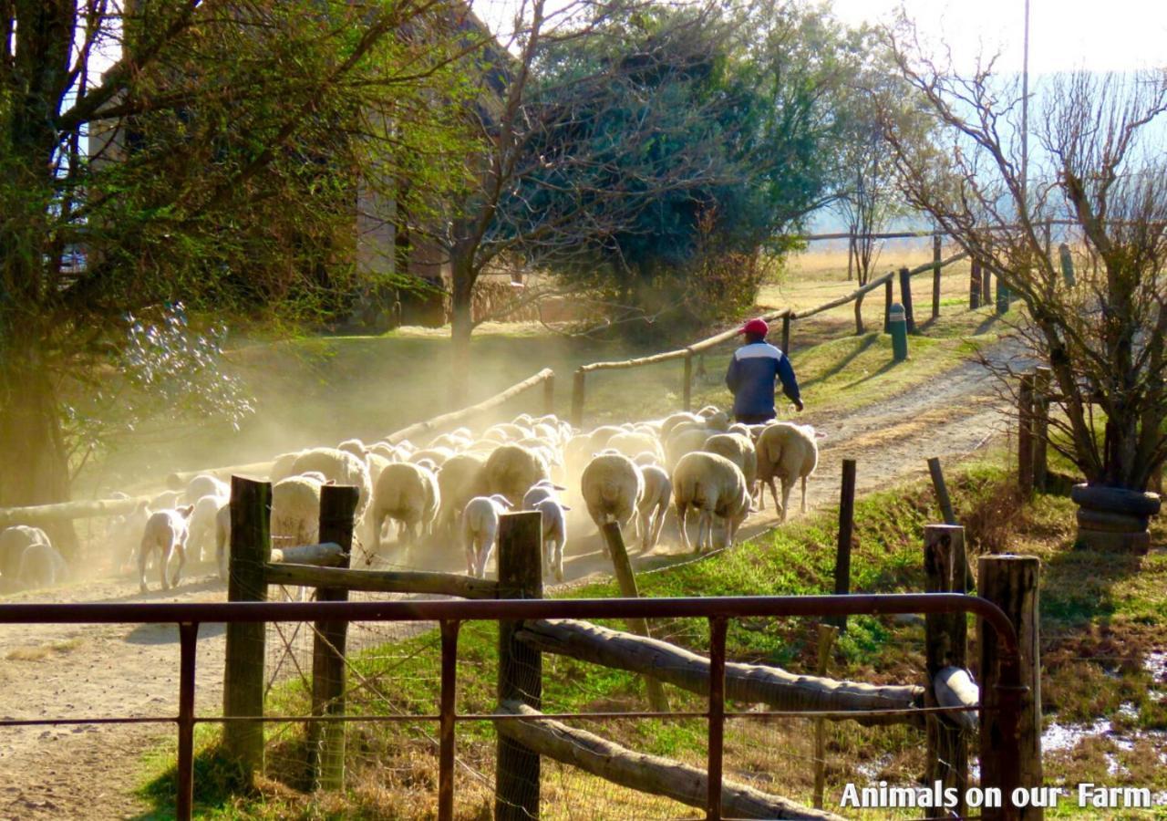 Ardmore Guest Farm Champagne Valley Luaran gambar