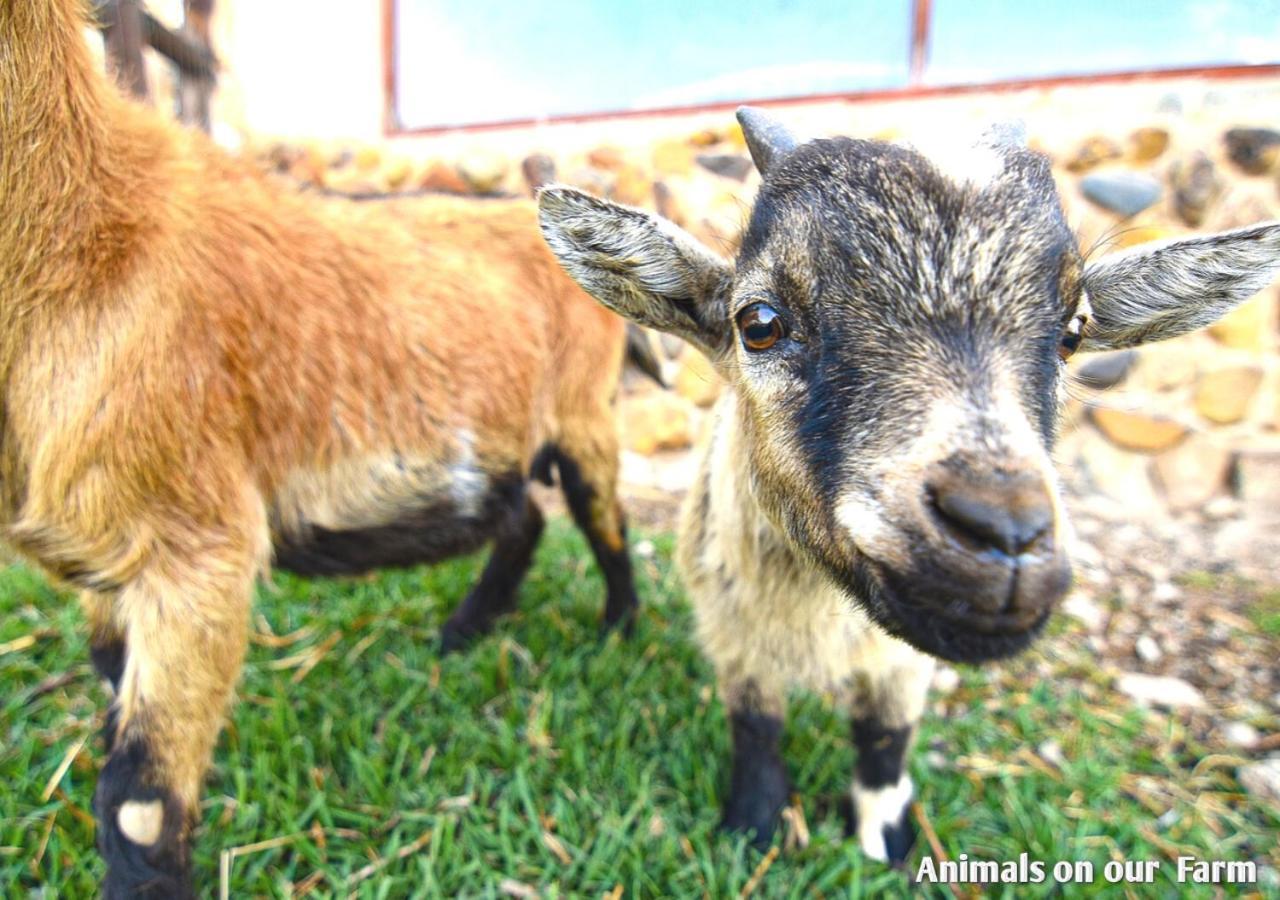 Ardmore Guest Farm Champagne Valley Luaran gambar